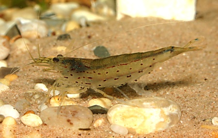 Algae Shrimp