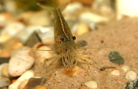 Closeup of an Algae Shrimp