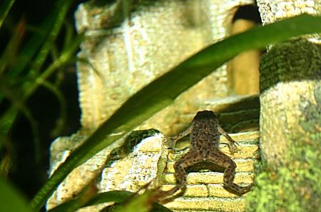 An African Dwarf Frog heads home for the night