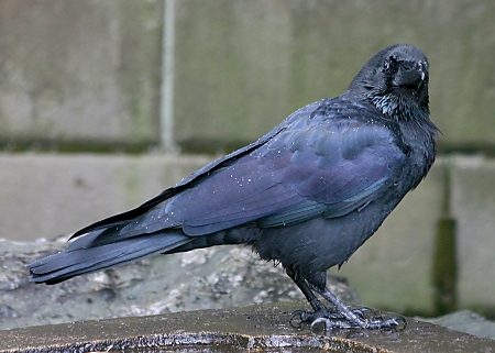 Bathing Karasu