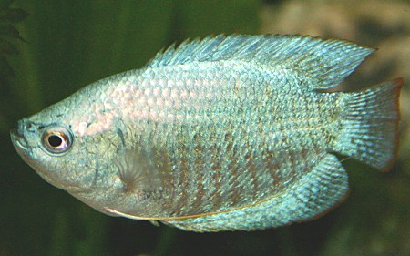 A Male Cobalt Blue Dwarf Gourami (Colisa lalia)