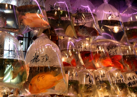 Hong Kong's Goldfish Market (Tung Choi Street)