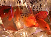 Kowloon's Goldfish Market (Tung Choi Street)