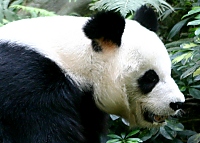 Ocean Park, Hong Kong