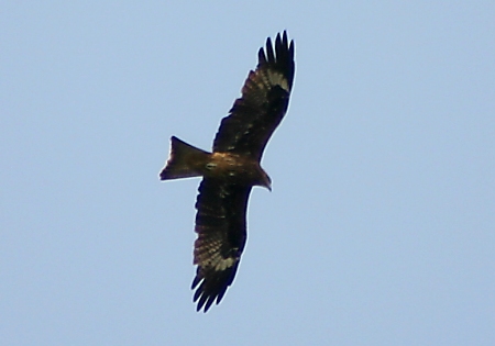 A black kite soars over Hong Kong's Tai O fishing village