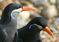 Wildlife Photo Gallery
