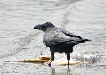 Japanese Karasu (Crow)
