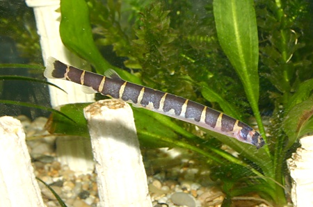 A Kuhli Loach embarks on another mission