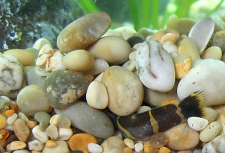 A Kuhli Loach hiding under gravel