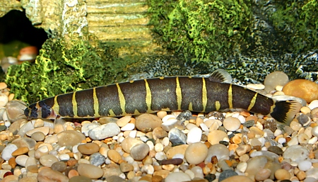 A very fat Kuhli Loach