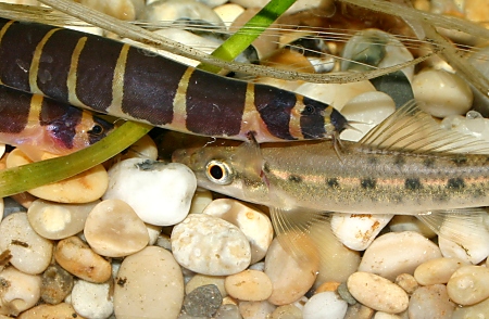 Spot the loach - there are two Kuhli loaches and one algae loach in this picture