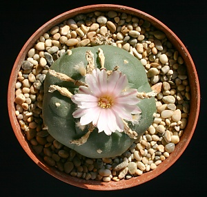 A%207%20year%20old%20Lophophora%20williamsii%20cactus