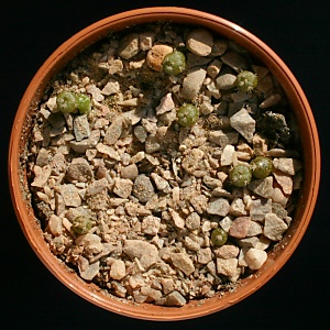 Four month old Lophophora williamsii cactus seedlings