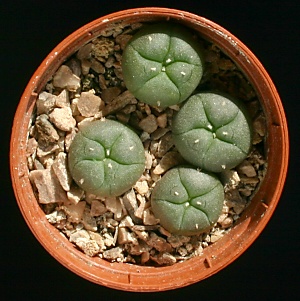 Two%20year%20old%20Lophophora%20williamsii%20seedlings