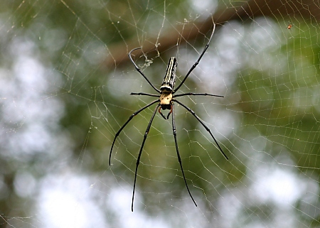 A huge spider on Cheung Chau island