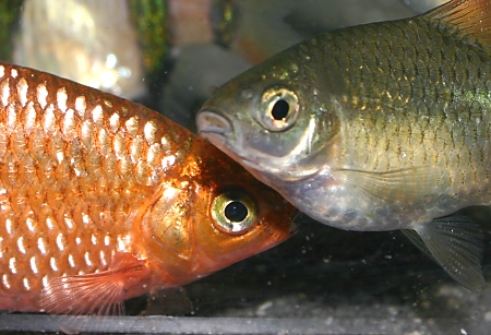 Male and female neon rosy barb