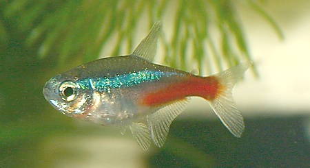 A Neon Tetra Tropical Freshwater Fish