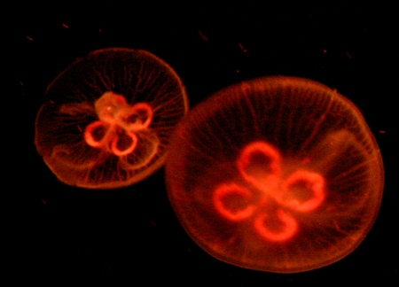 Jelly fish in the Sea Jelly Spectacular at Ocean Park, Hong Kong