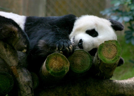 A Giant Panda at Ocean Park, Hong Kong