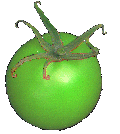 Animation of a ripening tomato