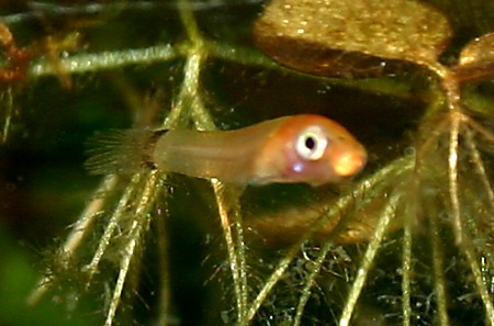 A one day old Platy fry in a tropical fish tank