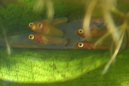 Day old Platy fry hide at the top of a tropical fish tank