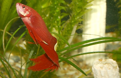 Red Male Siamese Fighting Fish (Betta Splendens)