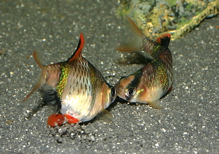 Two Tiger Barbs fighting