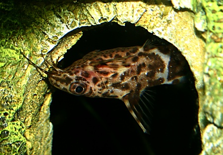 Upside Down Catfish (Synodontis nigriventris) Tropical Fish resting on the bottom of a tropical fish tank
