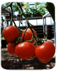 Genetically modified tomatoes