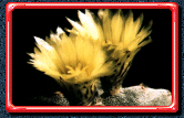 Astrophytum species