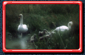 Family of Swans