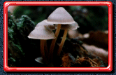 Toadstools