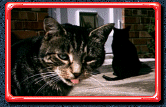 Two Cats