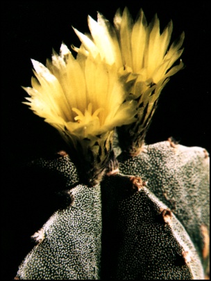 Astrophytum species