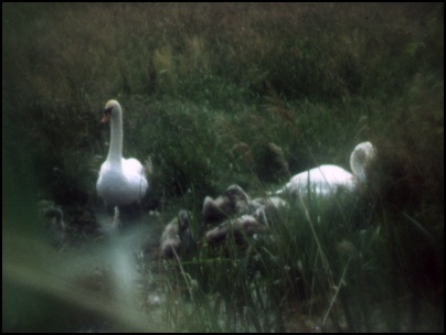 Family of Swans