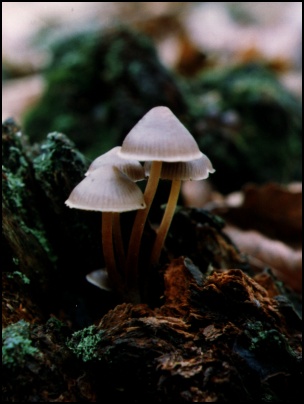 Toadstools