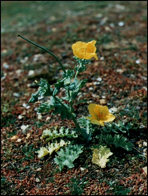 Sea Plant