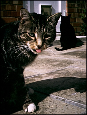 Two Cats