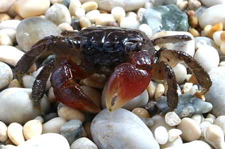 Red Clawed Crab